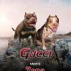 Gucci x ZENA pups on the ground