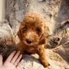 Miniature Poodles - we want to find a forever person or family!