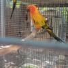 2 proven pairs of sun conures available