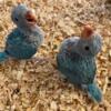 Quaker parrot babys available