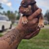 11 WEWKS OLD MICRO EXOTIC CHOCOLATE TRI AVAILABLE $3000
