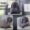 Pedigreed Chocolate VC Holland Lop Buck Rtg Now