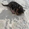 Baby bengals for sale
