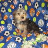 Yorkie and Morkie and Yorkipoo puppies