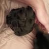 Miniature pinscher adorable female puppies
