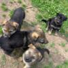 Full Blooded German Shepherd Puppies