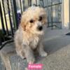 mini poodle girl available