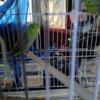 Bonded male and female Parrotlett