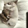 AKC English Bull Terrier Puppies - Only 2 Males Left Availble