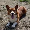 AKC Pembroke Welsh corgi standing at stud. Triple clear Red and white male.