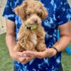 Toy Poodle Puppy - Ready to Go Home! Hypoallergenic!