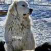 Purebred Great Pyrenees working dogs for protection - SOLD