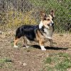 AKC Pembroke Welsh Corgi standing at stud. He is a triple clear redheaded tricolor.