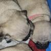 Pug puppies available and coming! Best local breeder