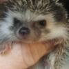 Baby hedgehog  just about ready . And retired, two years old, albino female,