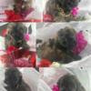 Shih Tzu Poos ready to go. looking for forever home.