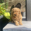 Mini Goldendoodle approximately 20lbs full grown