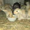 Holland lop mix looking for new homes