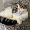 Exotic Shorthair/Persian Cat for Sale