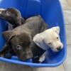 Pitbull/ American bully puppies for sale ready for forever homes Toronto