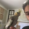 Tamed cockatiels for sale