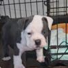 I have one 7 week old male pup avail-a-bull