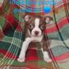 Register CKC Purebred Boston Terrier Puppies, looking for their forever home