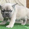 Kimo French Bulldog female puppy for sale. $1,600