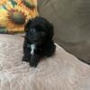 Toy poodle male puppy for sale