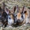 Purebred Mini Rex bunnies, southern Maine