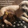Whoodle (Soft Coated Wheaten + Poodle Puppies
