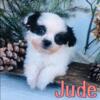 T-Cup Shihpoo puppies for sale in Michigan www.puppy-place.net