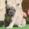 Kalla French Bulldog female puppy for sale. $1,600