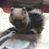 Tiny little Lulu Sable Pomeranian girl GORGEOUS