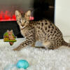 Big F2 Female Savannah Kitten