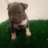 Ukc/cbkc Registered American bully puppies for sale