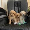 Goldendoodles F1 and F1B