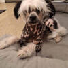 Chinese Crested/ Pomeranian mix puppies