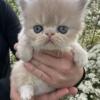 Purebred Persian kittens