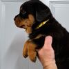 AKC Rottweiler pups available Males and females 