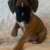 AKC Fawn Boxer Puppies- Available now