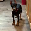 Doberman Puppies AKC champion bloodlines ears are done