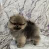 AKC CH Sired Pomeranian Puppy ~Ryker