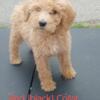 Reduced! Standard Poodle puppies - 1 male, 4 female