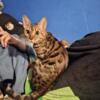 Male Bengal available soon