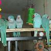 Violet Blue Turquoise Indian Ringneck Parakeet
