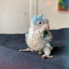 Affectionate Blue Opaline Quaker Parrot Baby Available Handfed - Long Island New York