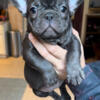 Reduced Chocolate Trindle Female French Bulldog Puppy for Sale