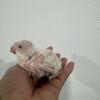 hand fed albino white quaker