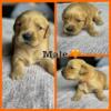 Akc Golden Retriever Ready End of May